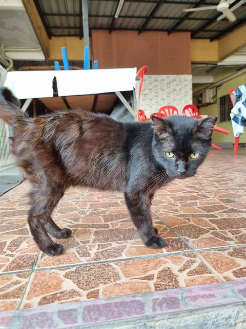 Noonoo - Domestic Long Hair Cat