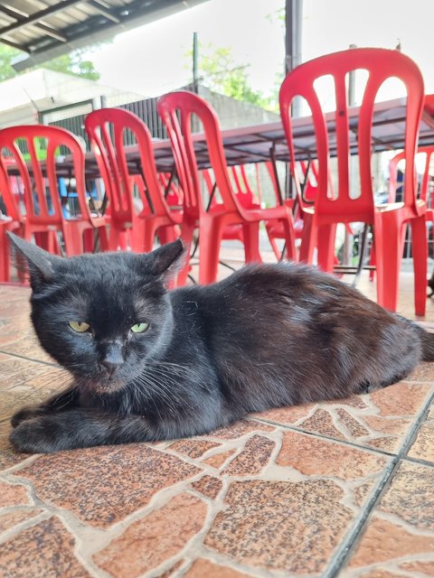 Noonoo - Domestic Long Hair Cat