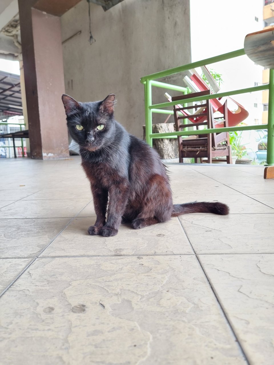 Noonoo - Domestic Long Hair Cat