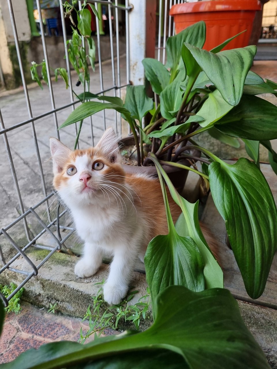 Boiboi - Domestic Long Hair Cat