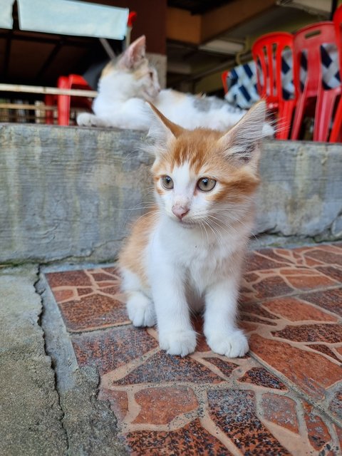Boiboi - Domestic Long Hair Cat