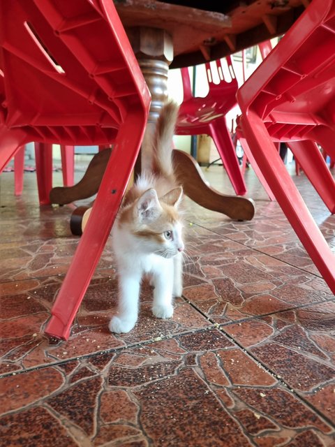 Boiboi - Domestic Long Hair Cat