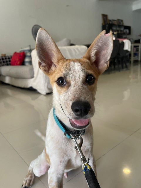 Dobby - Mixed Breed Dog