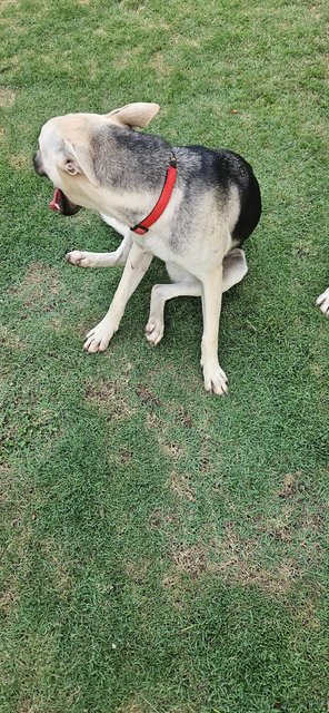 Coffee - Mixed Breed Dog