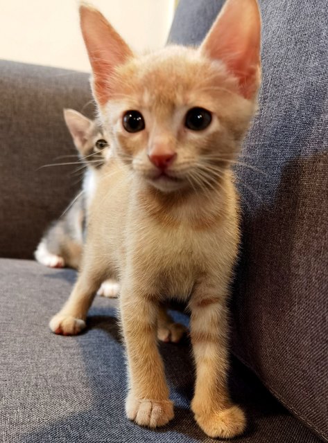 🐾peaches &amp; Pixie🐾 - Domestic Short Hair Cat