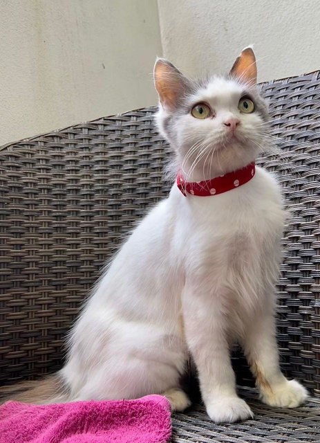 Longer Haired Girl - Bella  - Domestic Medium Hair Cat