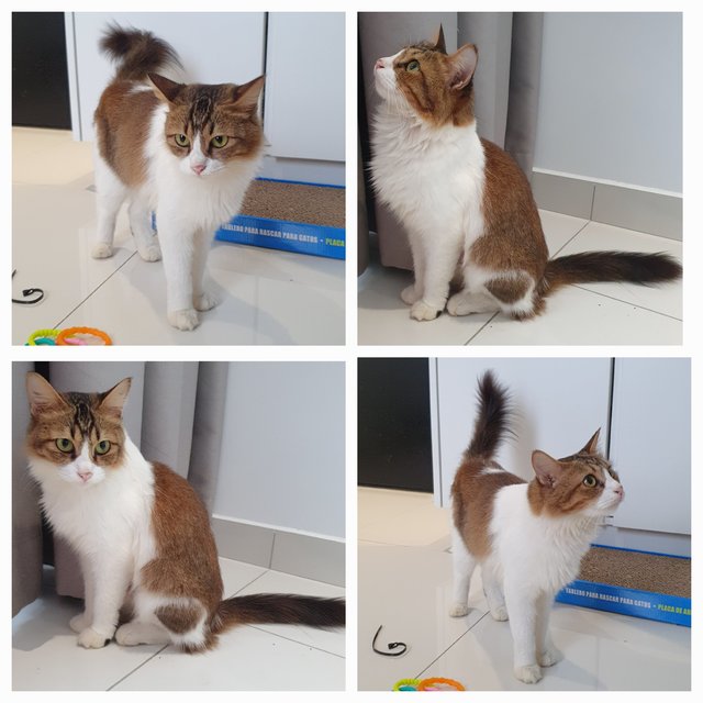 Celine - Domestic Medium Hair Cat