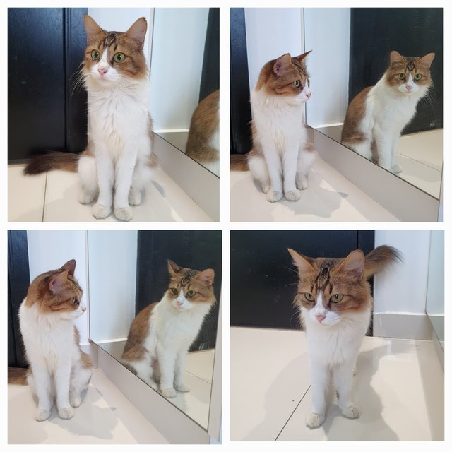 Celine - Domestic Medium Hair Cat