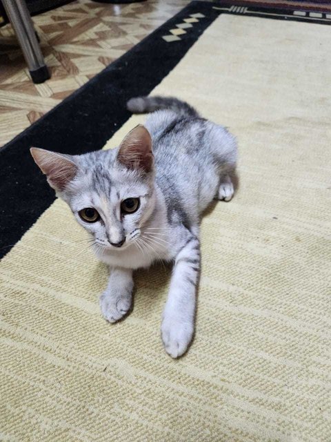 Baby 3 - Domestic Short Hair Cat