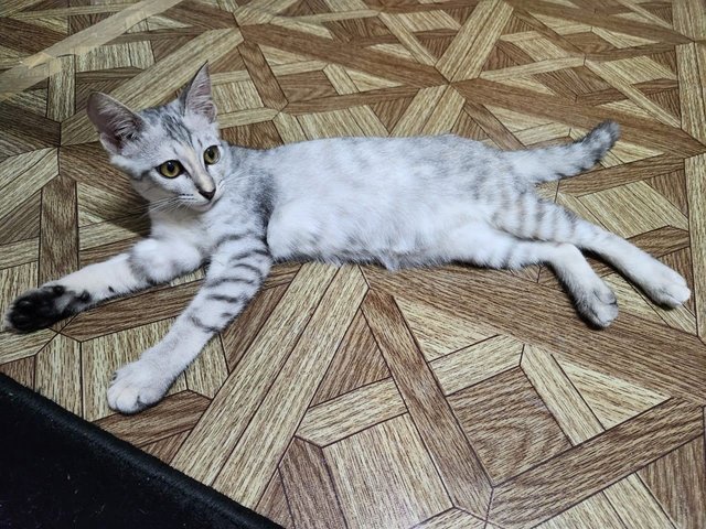 Baby 3 - Domestic Short Hair Cat