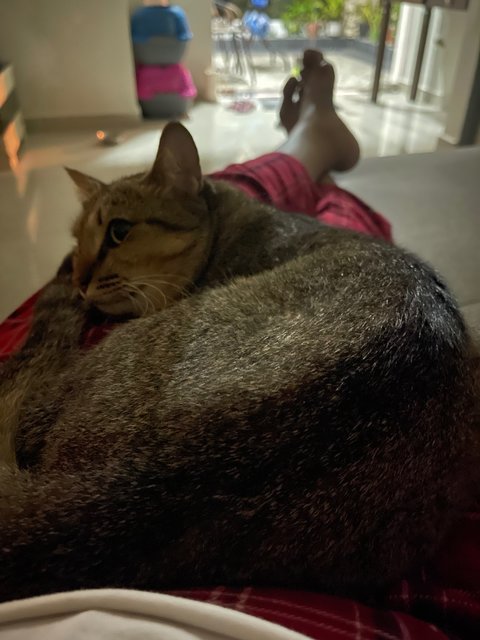 Sayang - Domestic Short Hair Cat