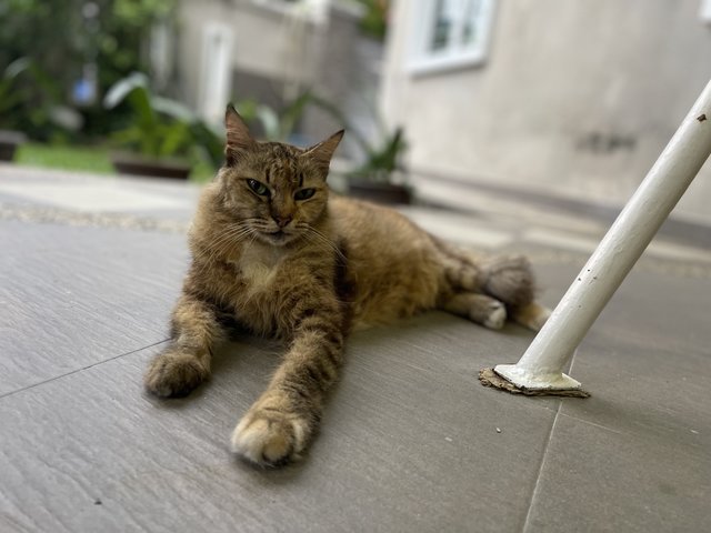 Nala Aka Granny - Domestic Long Hair Cat