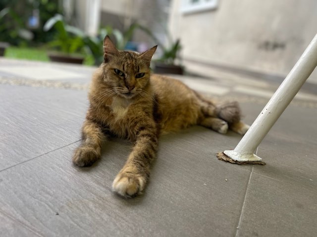 Nala Aka Granny - Domestic Long Hair Cat