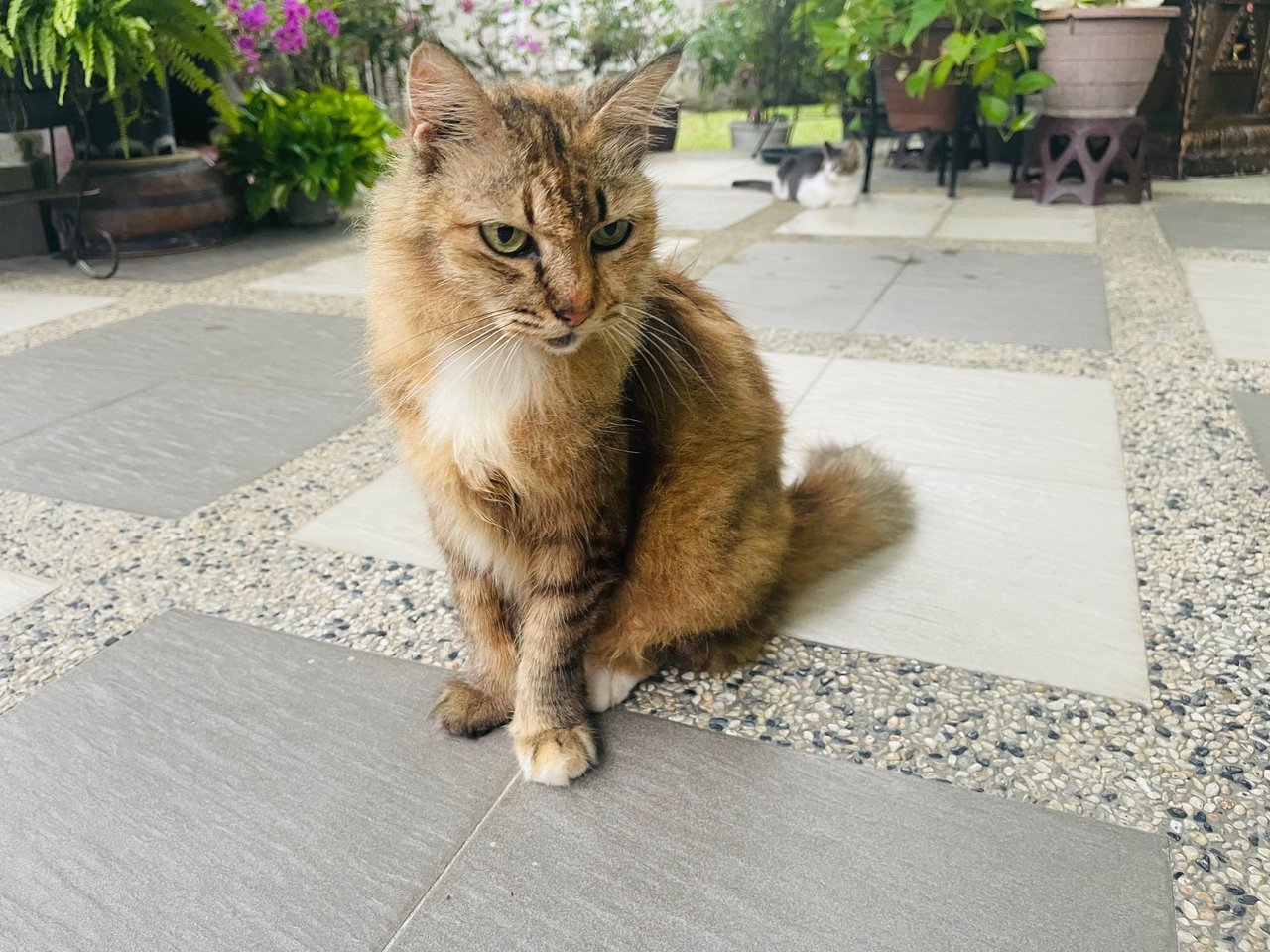 Nala Aka Granny - Domestic Long Hair Cat