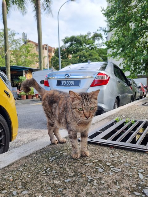 Lily - Oriental Tabby Cat