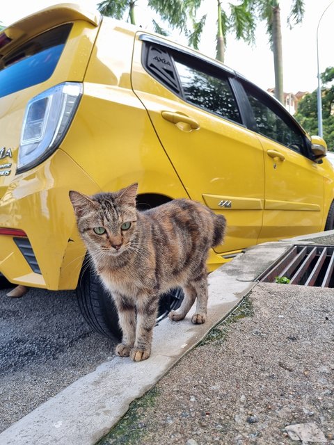 Lily - Oriental Tabby Cat