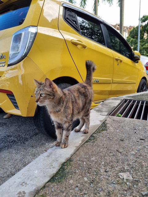 Lily - Oriental Tabby Cat