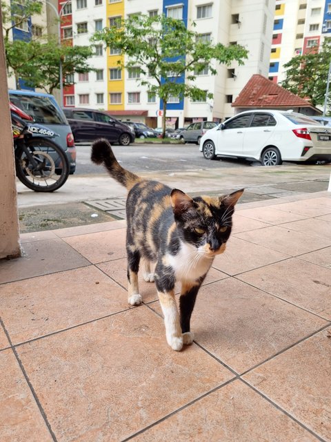 Cally - Calico Cat