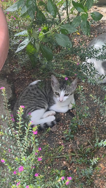 Fish - Tabby Cat