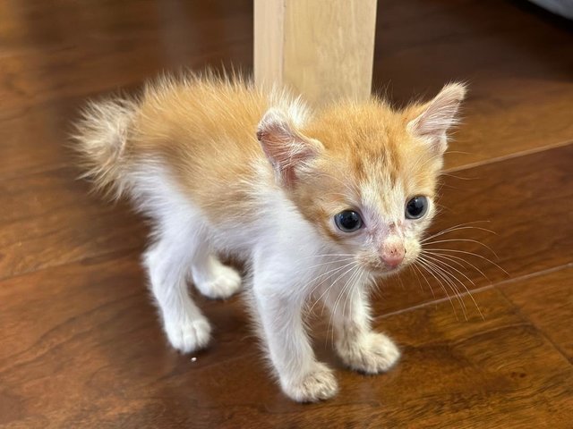 Cute Kittens! - Domestic Short Hair Cat