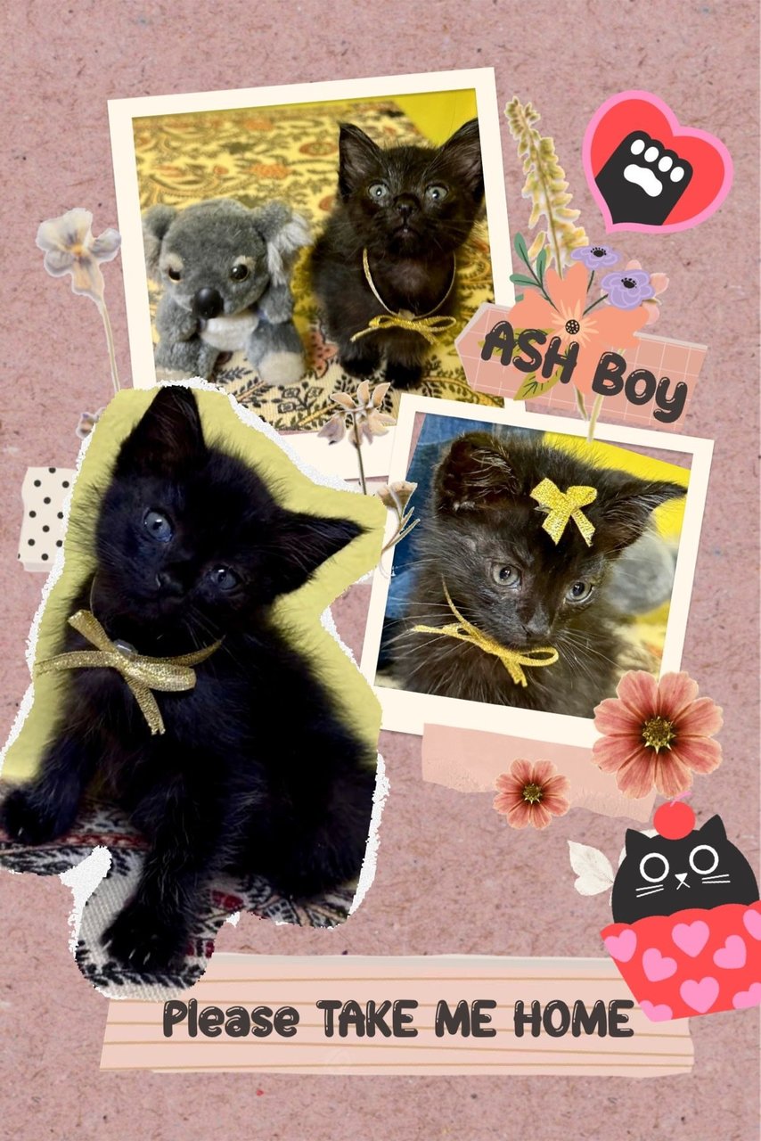 Adopted Tq, Ash Boy  - Domestic Short Hair Cat