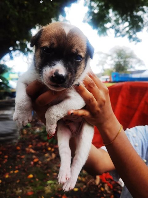 Trex,layla,livi And Elsa - Mixed Breed Dog