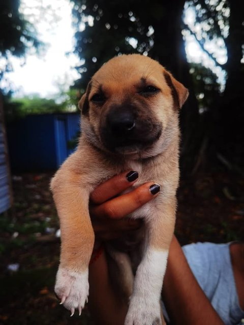 Trex,layla,livi And Elsa - Mixed Breed Dog