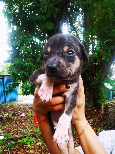 Trex,layla,livi And Elsa - Mixed Breed Dog