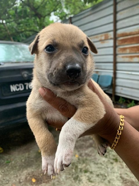 Trex,layla,livi And Elsa - Mixed Breed Dog