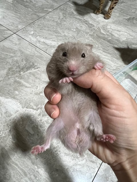 2tone Syrian Hamster  - Syrian / Golden Hamster Hamster