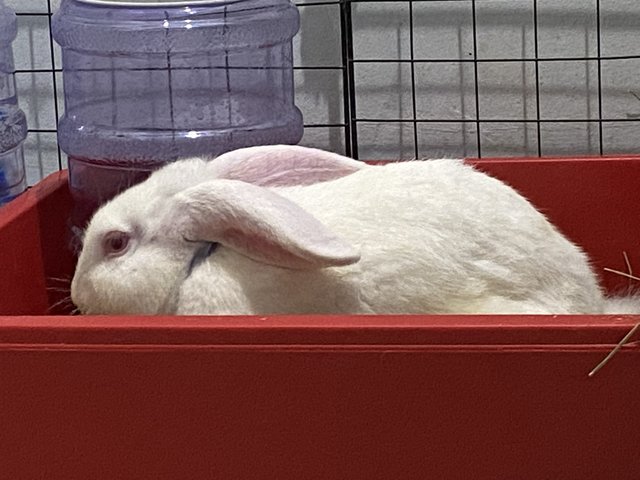 Nzw Babies (2 Males) Ii - New Zealand Rabbit