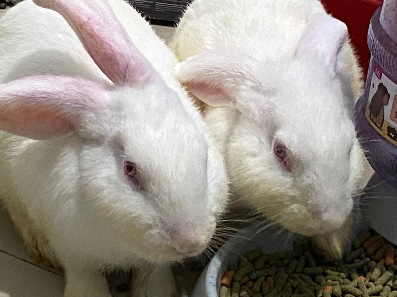 Nzw Babies (2 Males) Ii - New Zealand Rabbit