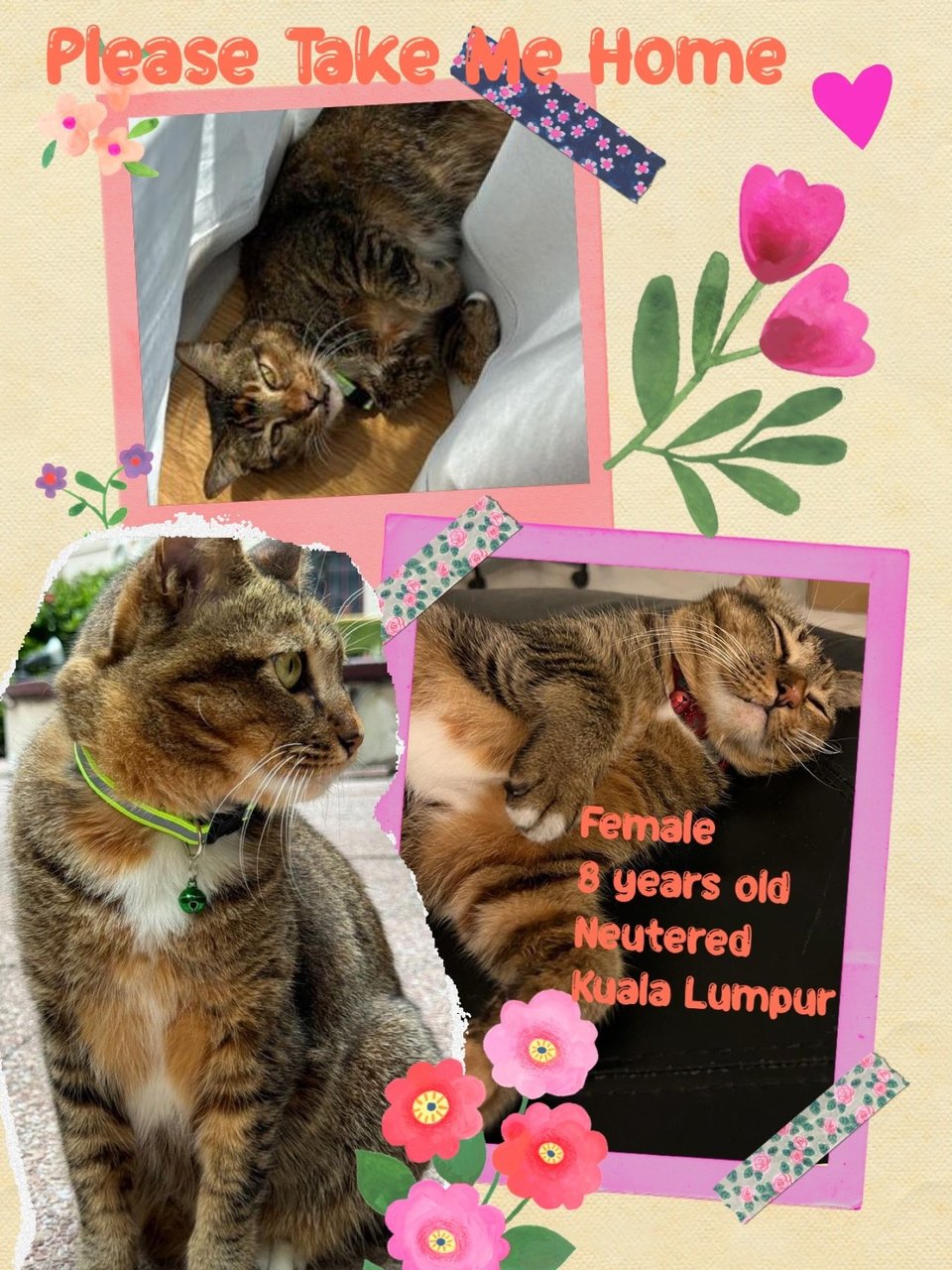 Adopted Tq,  - Domestic Short Hair Cat