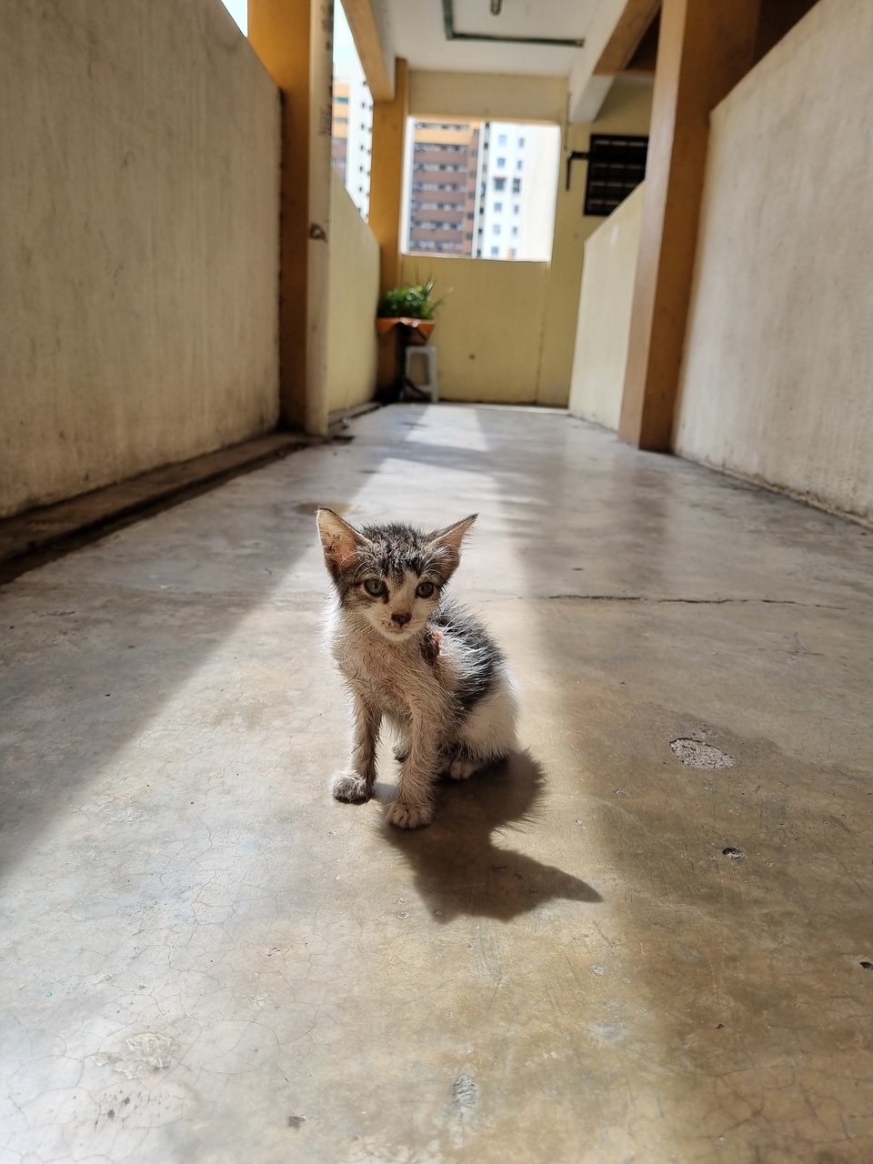 Tony - Domestic Medium Hair Cat