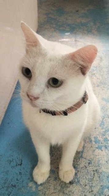 May- Pure White Blue Eyed  - Domestic Short Hair Cat