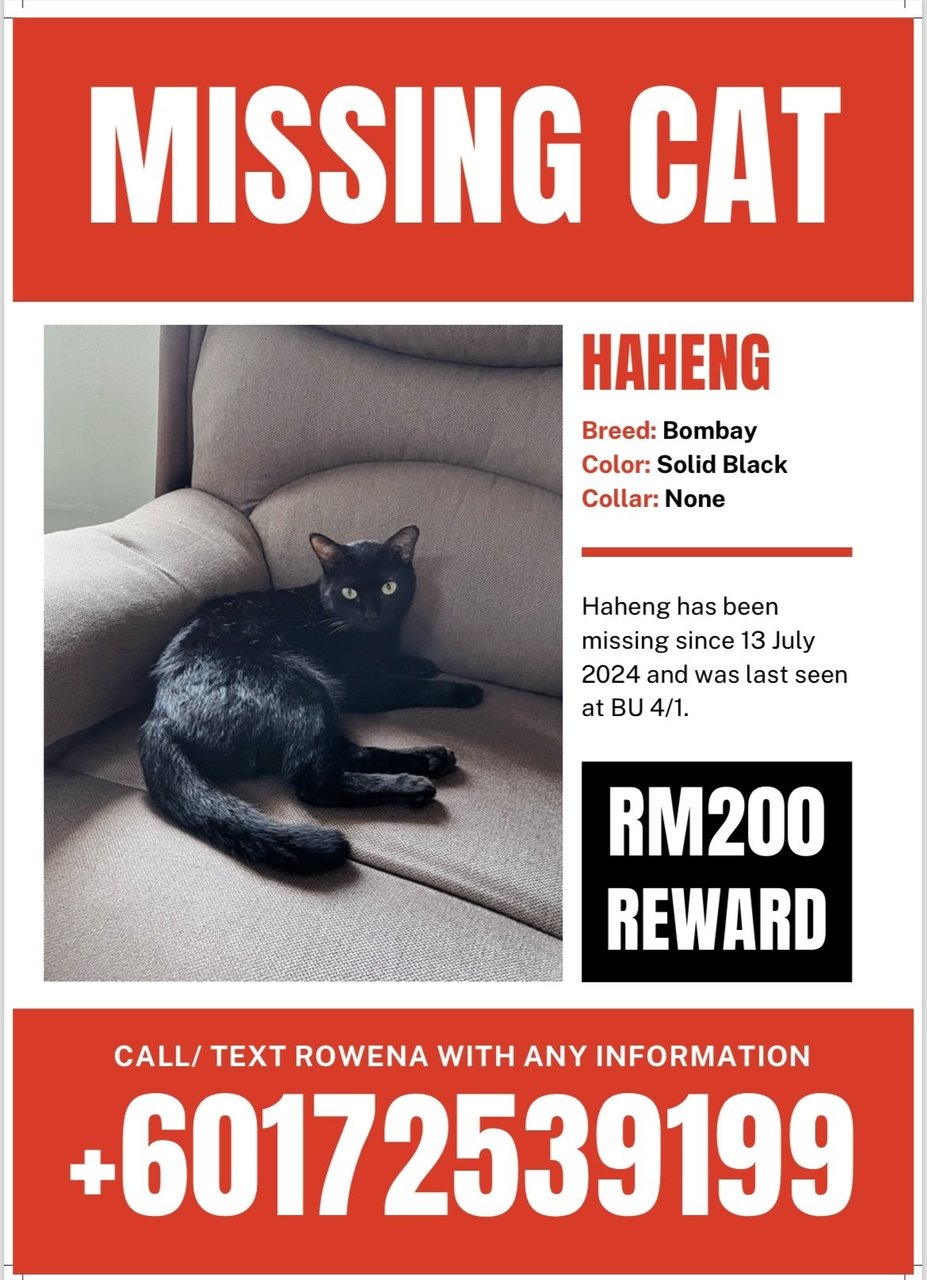 Haheng - Bombay Cat