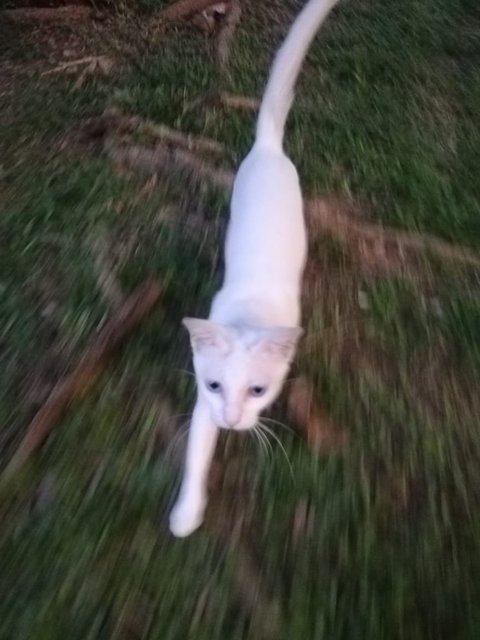 宝妈 Bao Ma (Baby Mama) - Turkish Van + Domestic Short Hair Cat