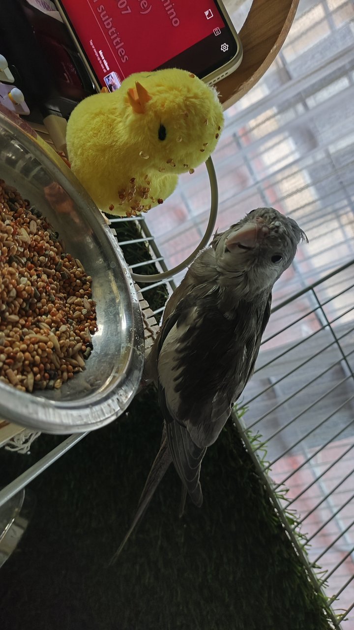 Grey Cockatiel  - Cockatiel Bird