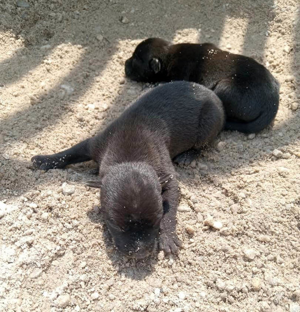 Black Puppies For Adoption - Mixed Breed Dog