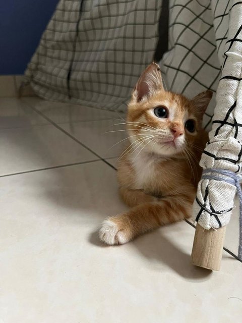 Potato - Domestic Short Hair Cat