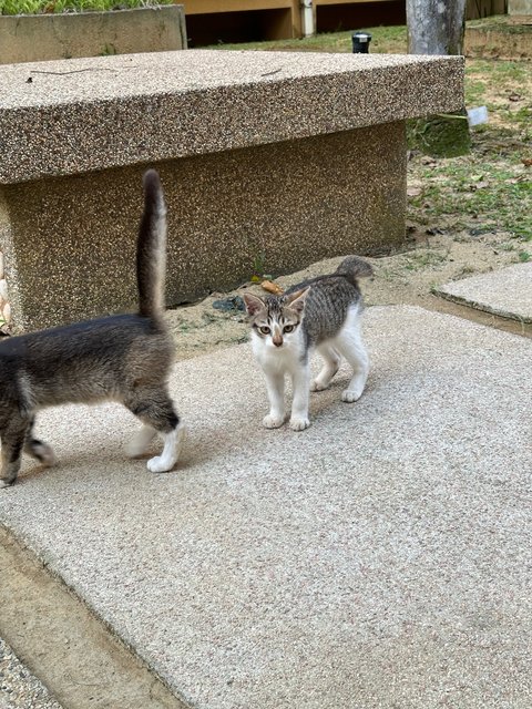 Cookie, Biscuit &amp; Cake - Domestic Short Hair Cat