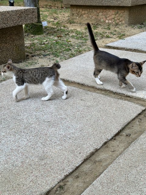 Cookie, Biscuit &amp; Cake - Domestic Short Hair Cat