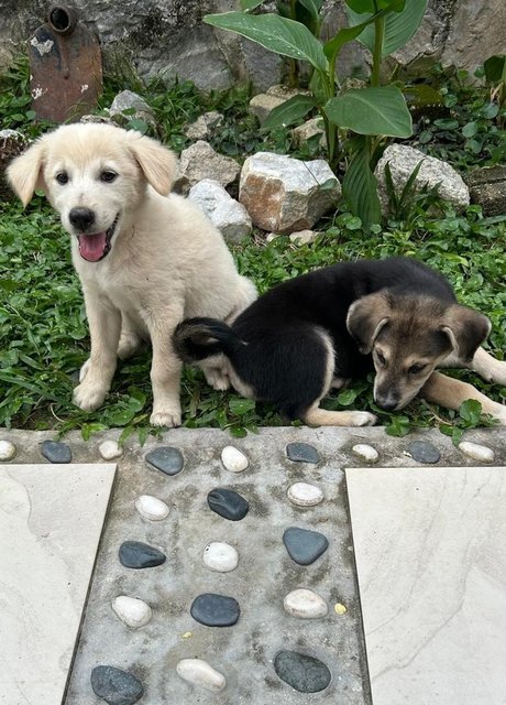 Oscar And Snowy - Finnish Spitz + German Shepherd Dog Dog