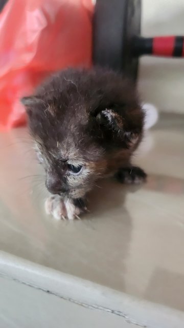 Angels  - Domestic Short Hair Cat