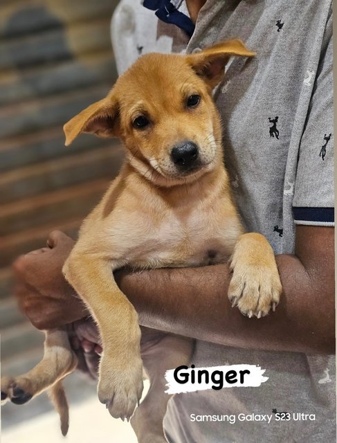 Shasha , Daisy , Ginger - Mixed Breed Dog