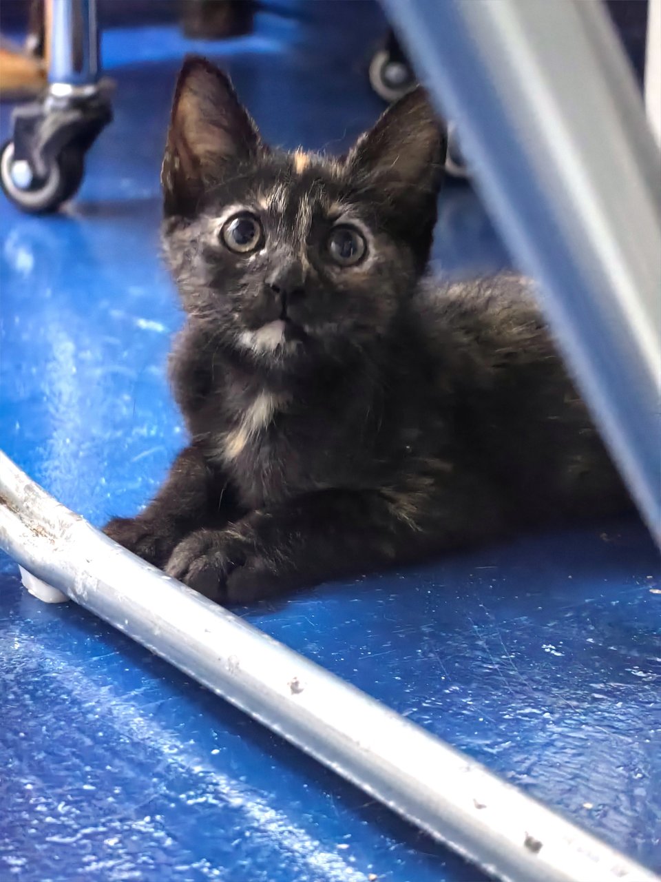 Baby - Domestic Medium Hair Cat