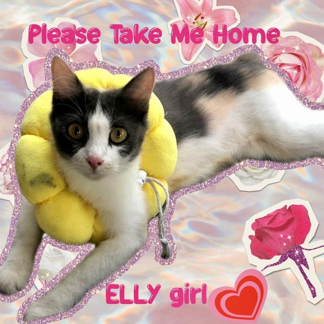 Elly