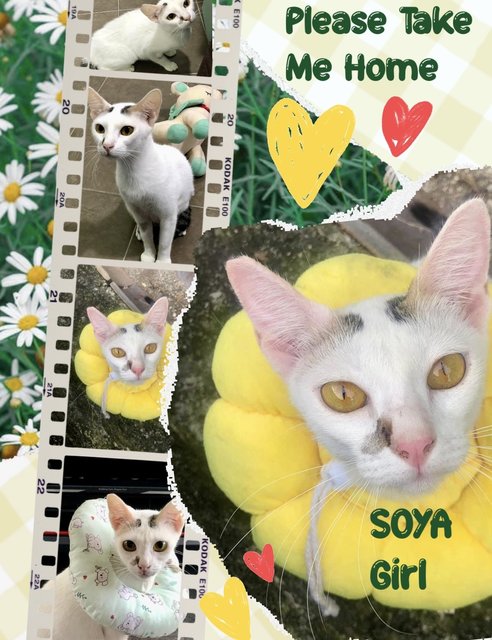 Soya