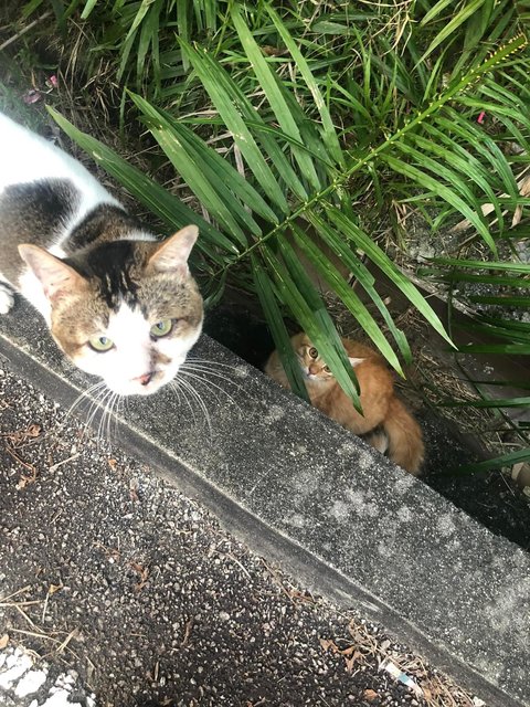 Soya,  Elly &amp; Abang Encem - Domestic Short Hair Cat