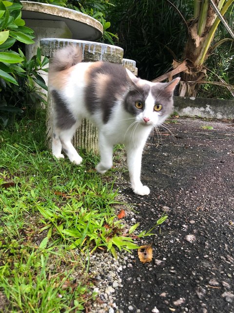 Soya (White) And Booked  Elly (Calico) - Domestic Short Hair Cat